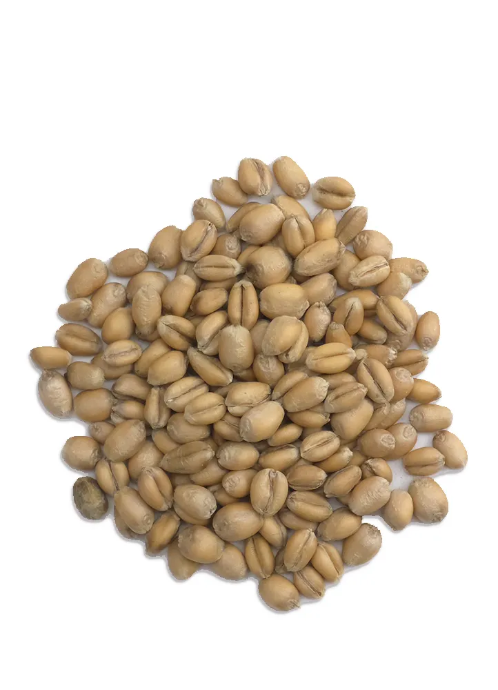 Torrified Red Wheat, Briess, Recipe Grains